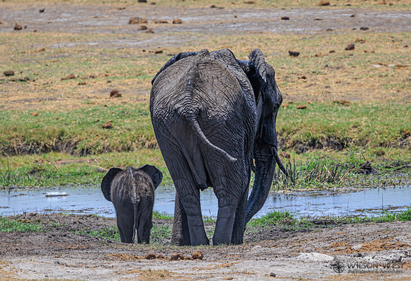 Elephant
