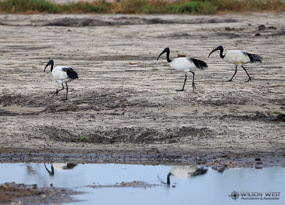 Sacred Ibis