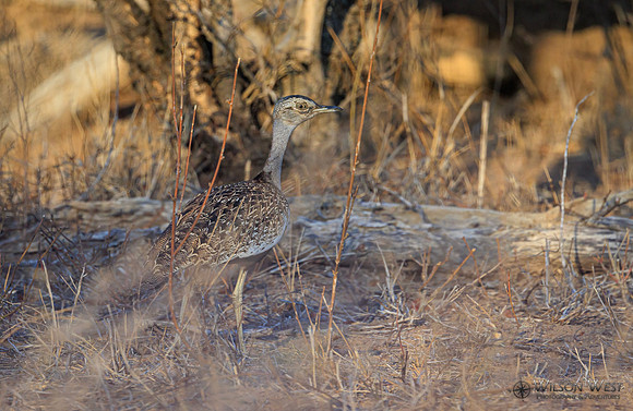 Thick-knee