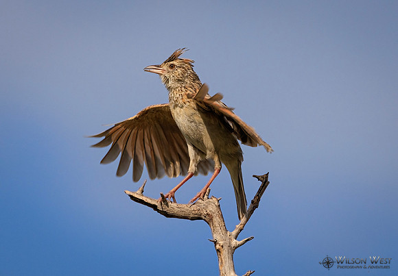 Rufous-naped Lark