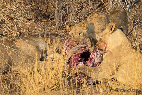 Lions eating a kudu
