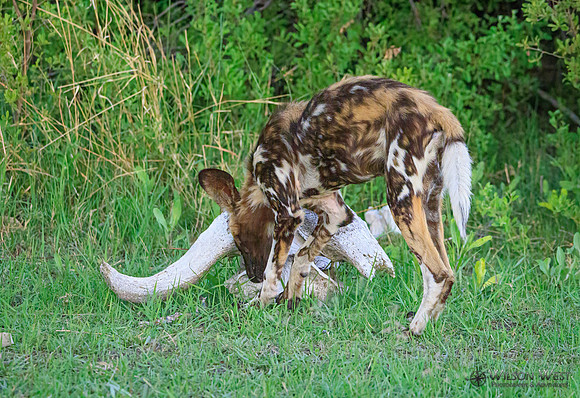 African Wild Dog