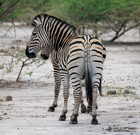 Burchell's Zebra