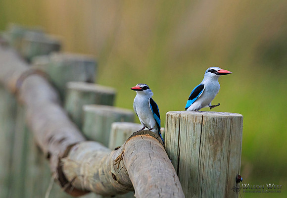 Woodland Kingfisher