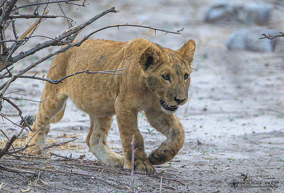 Lion