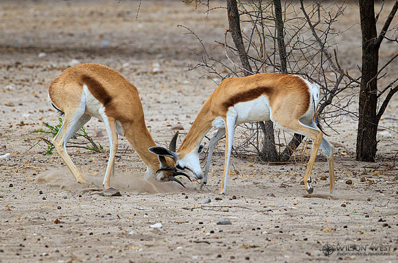 Springbok