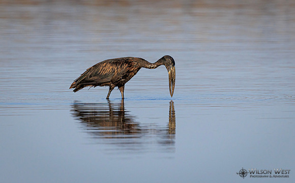 Openbill Stork