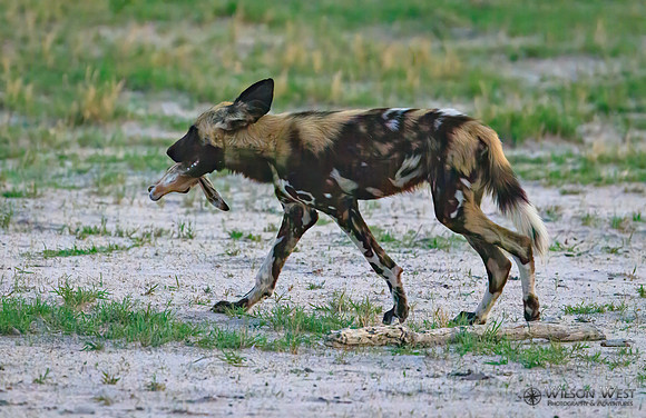 African Wild Dog
