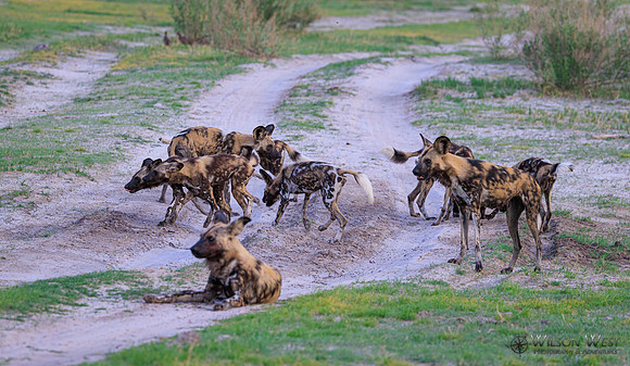 African Wild Dog