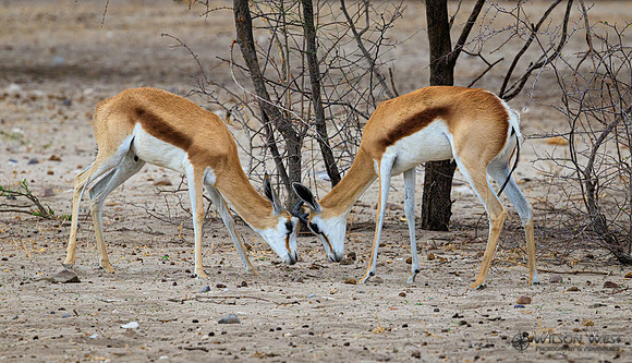 Springbok