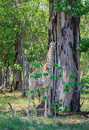 Giraffe