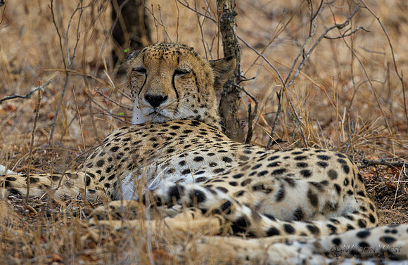 Cheetah