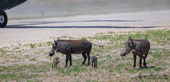 Warthog