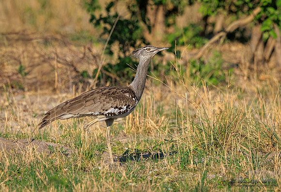 Kori Bustard