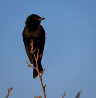 Fork-tailed Drongo