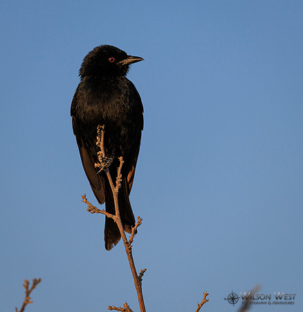 Fork-tailed Drongo