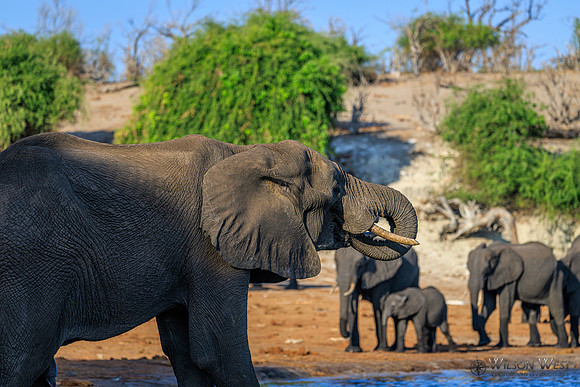 Elephant