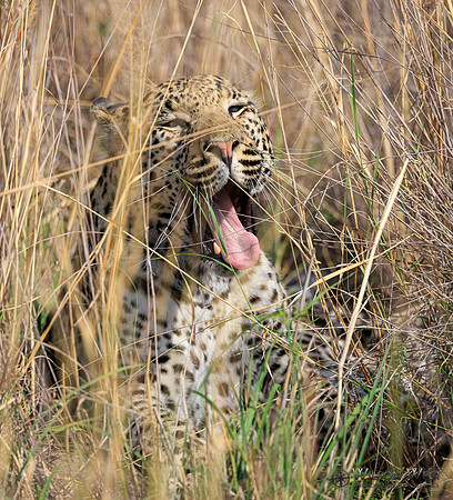 Leopard