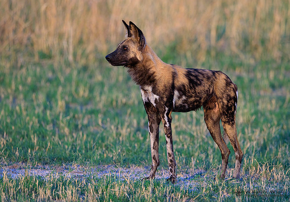 African Wild Dog