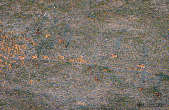 Okavango Delta Helicopter, Blue Wildebeest, Zebra