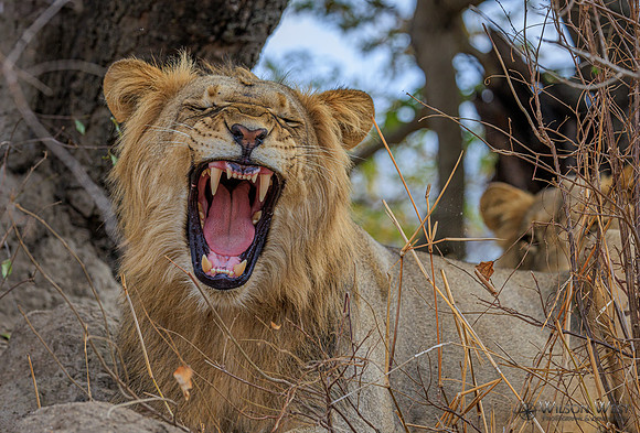 Lion