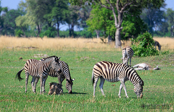 Burchell's Zebra
