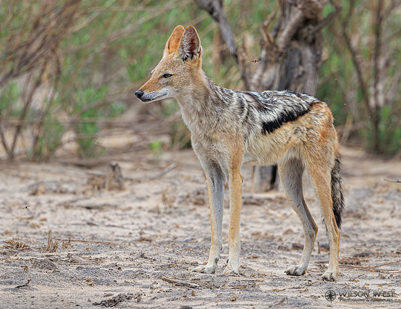 Black-backed Jackal