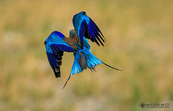Lilac-breasted Roller