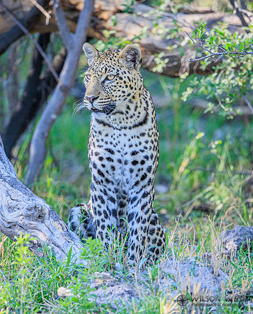 Leopard