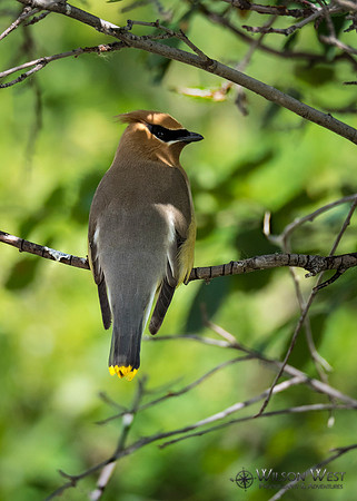 Cedar Waxwing