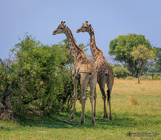 Giraffe