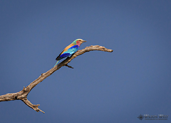 Lilac-breasted Roller