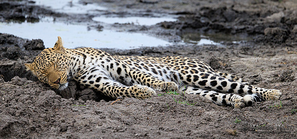 Leopard