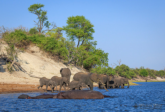 Elephant, Hippopotamus
