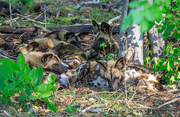 African Wild Dog