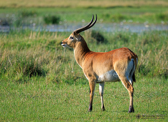 Red Lechwe