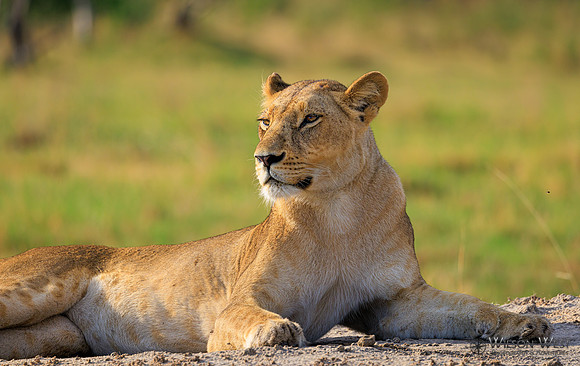 Lion