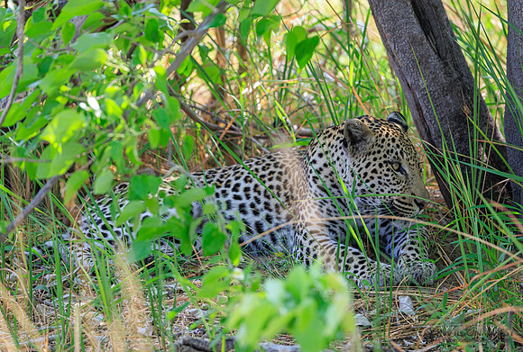 Leopard