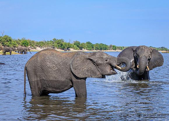 Elephant