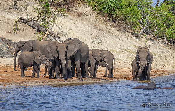 Elephant