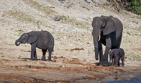 Elephant