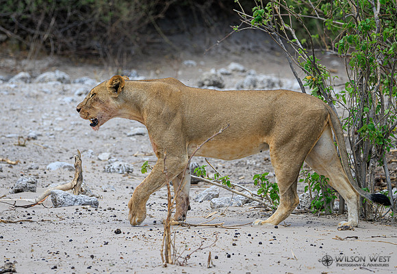 Lion