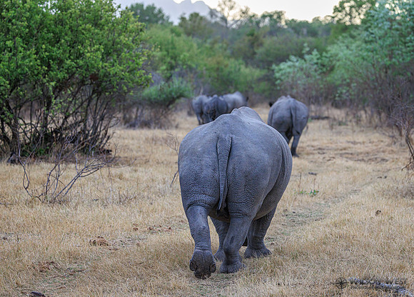 White Rhinoceros