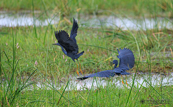 Black Heron