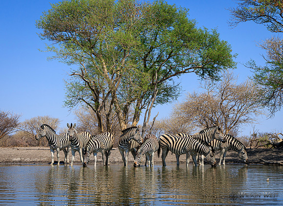 Burchell's Zebra