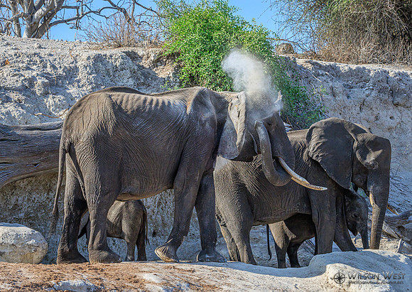 Elephant