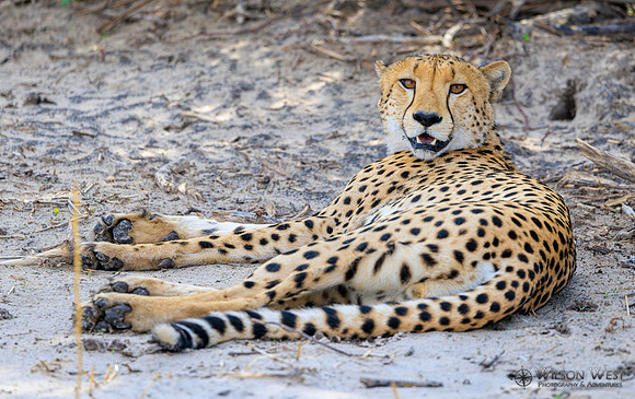 Cheetah