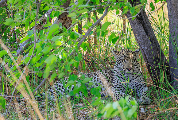 Leopard