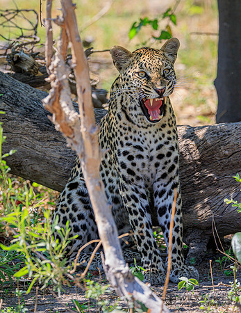 Leopard