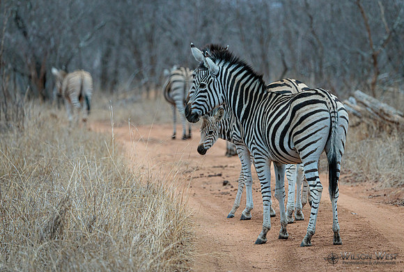 Burchell's Zebra
